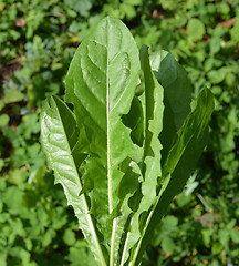 Image showing Bouquet of leaves from dandelions