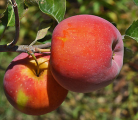 Image showing Red apples