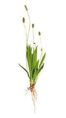 Image showing Ribwort Plantain