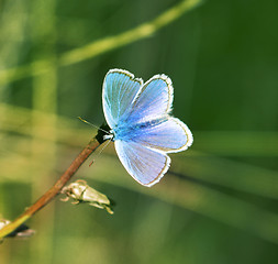 Image showing Butterfly