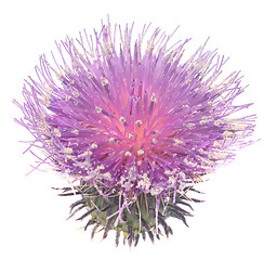 Image showing Thistle