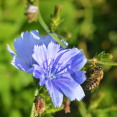 Image showing Chicory and bee