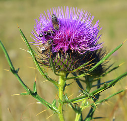 Image showing Thistle and bees