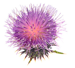 Image showing Thistle