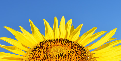 Image showing Sunflower