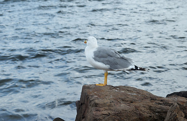 Image showing Seagull on a rock