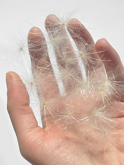 Image showing Dandelion puffs