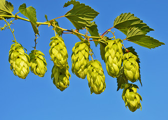 Image showing Branch of hop cone