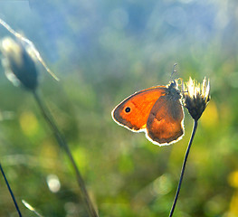 Image showing Butterfly