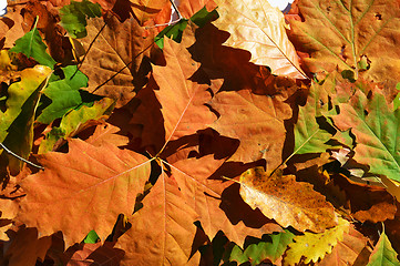 Image showing Autumn leaves