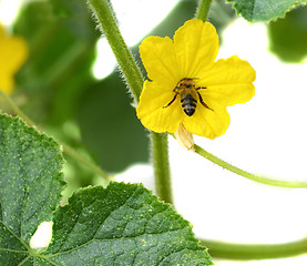 Image showing Flower of zucchini and bee