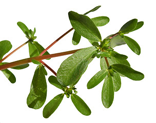 Image showing Purslane