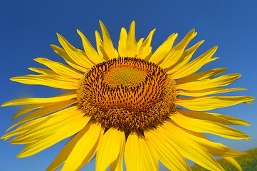 Image showing Sunflower