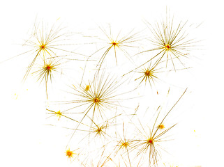 Image showing Background from dandelion fluff