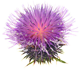 Image showing Thistle