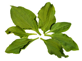 Image showing Ribwort Plantain