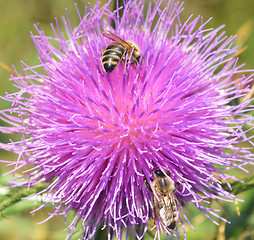 Image showing Thistle and bees