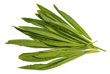 Image showing Ribwort Plantain