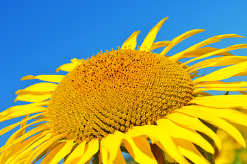 Image showing Sunflower