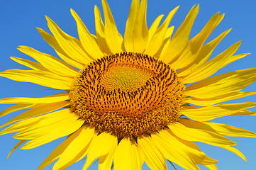 Image showing Sunflower