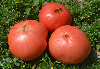 Image showing Tomato and purslane
