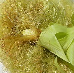 Image showing Young corn with leaves