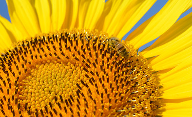 Image showing Sunflower and bee