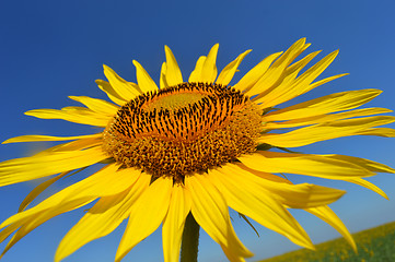 Image showing Sunflower