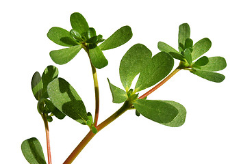 Image showing Purslane