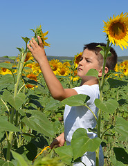 Image showing Kid and sunflowers