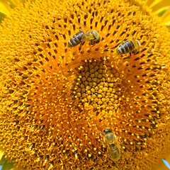 Image showing Sunflower and bees