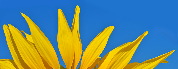 Image showing Petals of sunflower