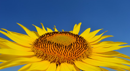 Image showing Sunflower