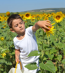 Image showing Kid and sunflowers