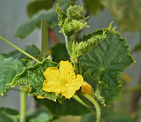 Image showing Flower of zucchini