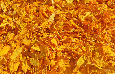 Image showing Dried petals of sunflowers