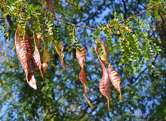 Image showing Acacia