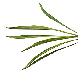 Image showing Ribwort Plantain