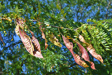 Image showing Acacia