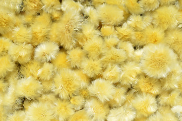 Image showing Dried Flowers Dandelion