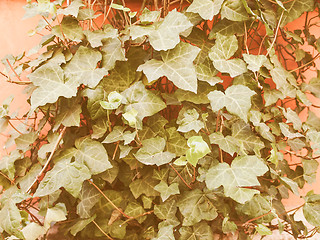 Image showing Retro looking Ivy leaves