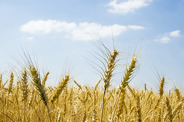 Image showing Wheat spikes