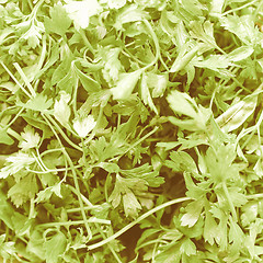 Image showing Retro looking Parsley