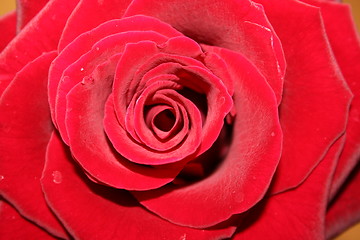 Image showing Red rose