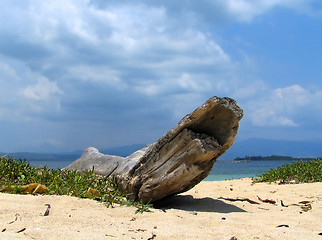 Image showing Driftwood on tropical beach.