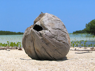 Image showing Driftwood on tropical beach.