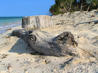 Image showing Driftwood on tropical beach.