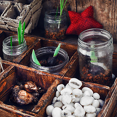 Image showing seedling plant in  box