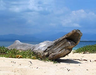 Image showing Driftwood on tropical beach.