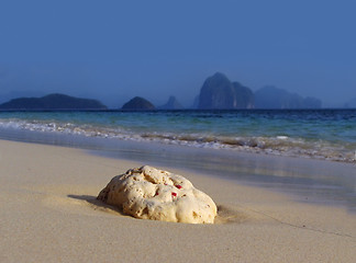 Image showing Coral on tropical beach